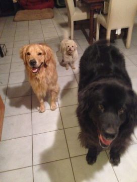 12363131_10207989482280032_5313516902261353725_o