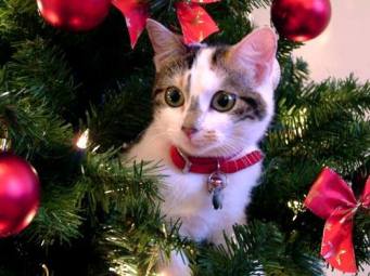 1798057_10207989450919248_7798041888250533235_n