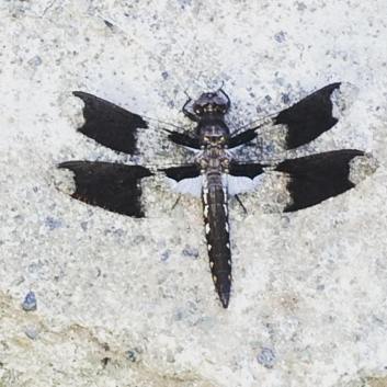 37549535_10216743799725855_6482856265448947712_o